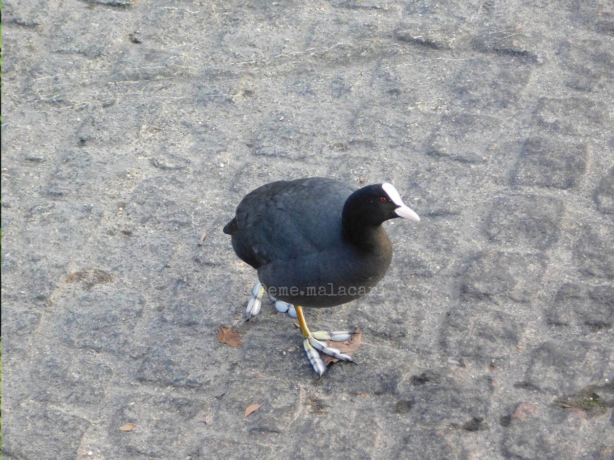 Eurasian Coot - ML642892109