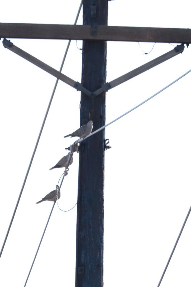 Eurasian Collared-Dove - ML642892112