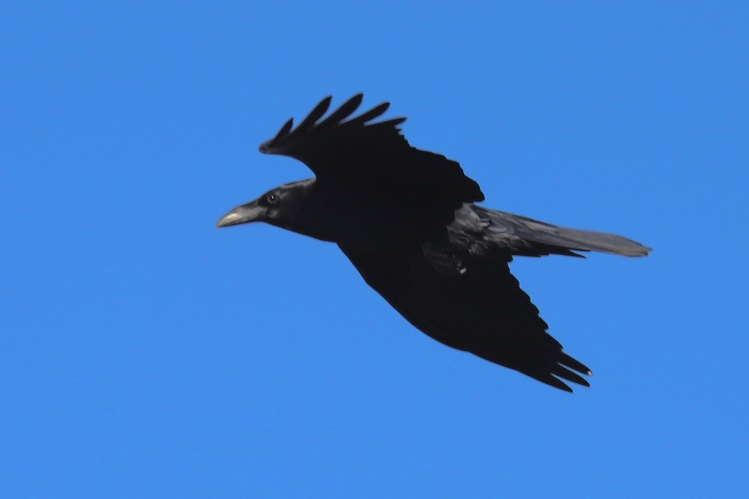 Common Raven - ML642892118