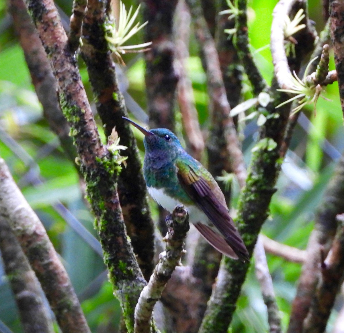 Snowy-bellied Hummingbird - ML642892123