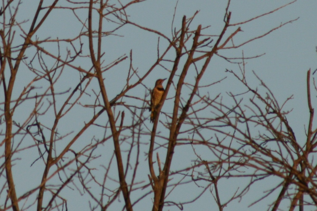 Northern Flicker - ML642892126