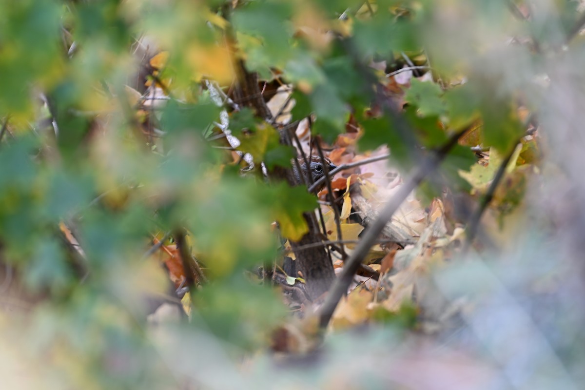 Song Sparrow - ML642892135