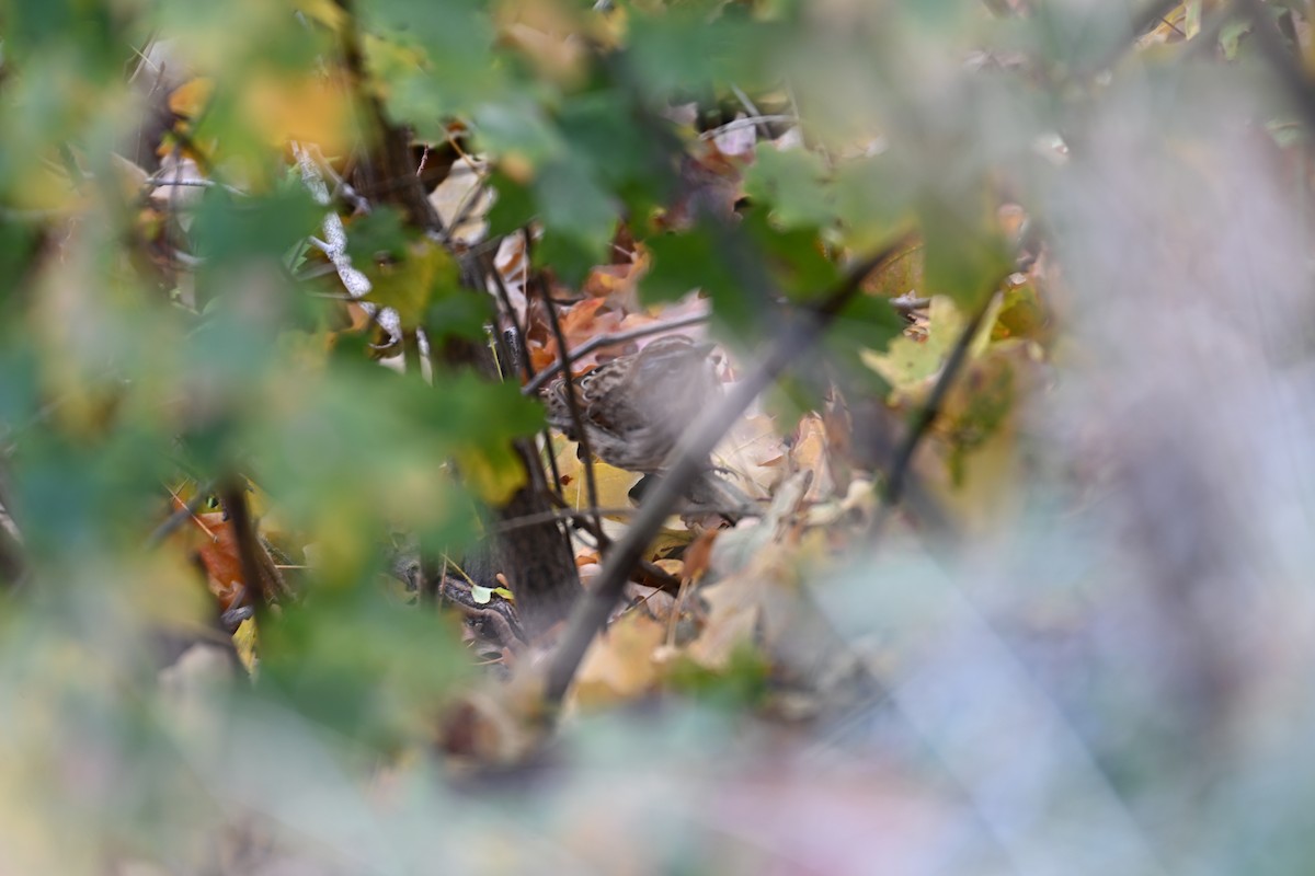 Song Sparrow - ML642892136