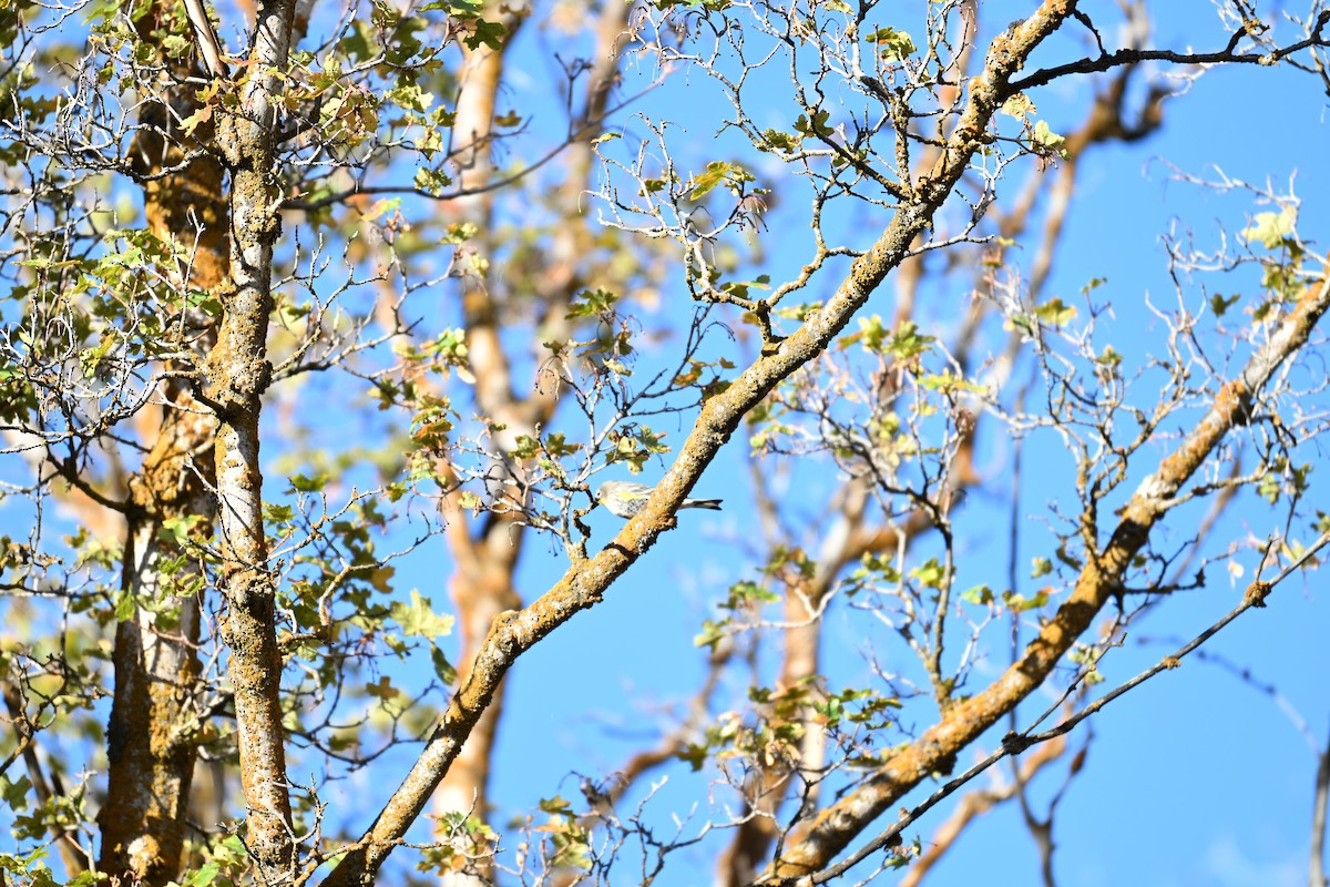 Yellow-rumped Warbler - ML642892155