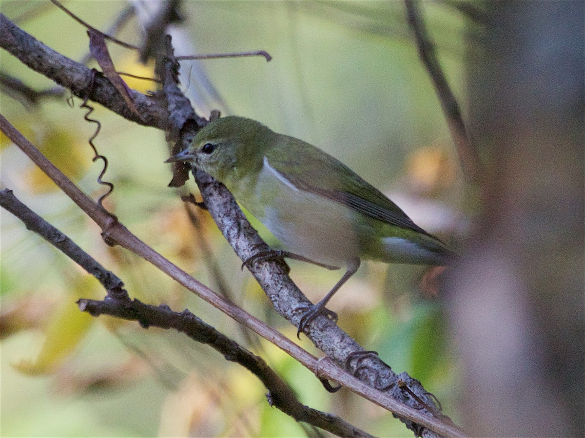 Tennessee Warbler - ML642892160