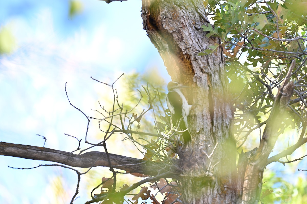 Hairy Woodpecker - ML642892164