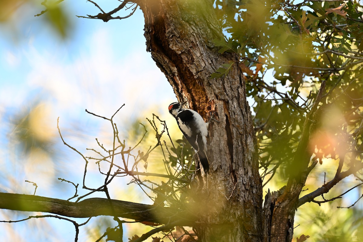 Hairy Woodpecker - ML642892166