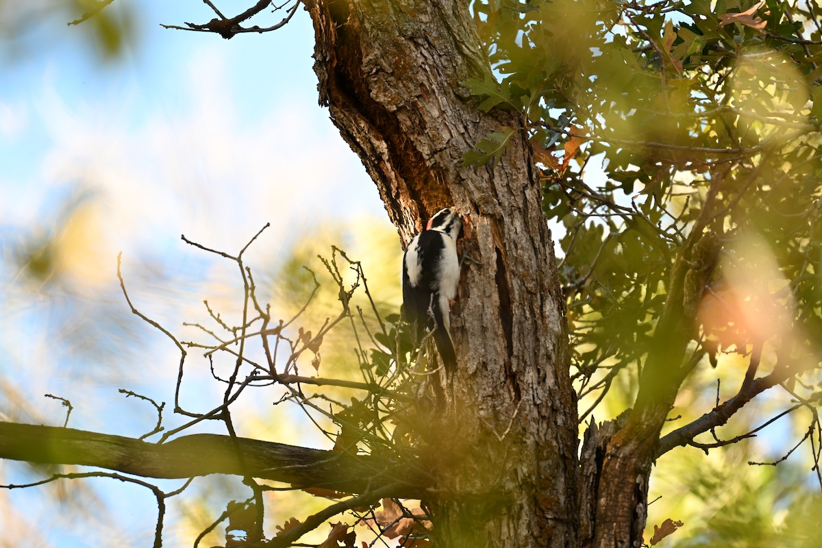 Hairy Woodpecker - ML642892167