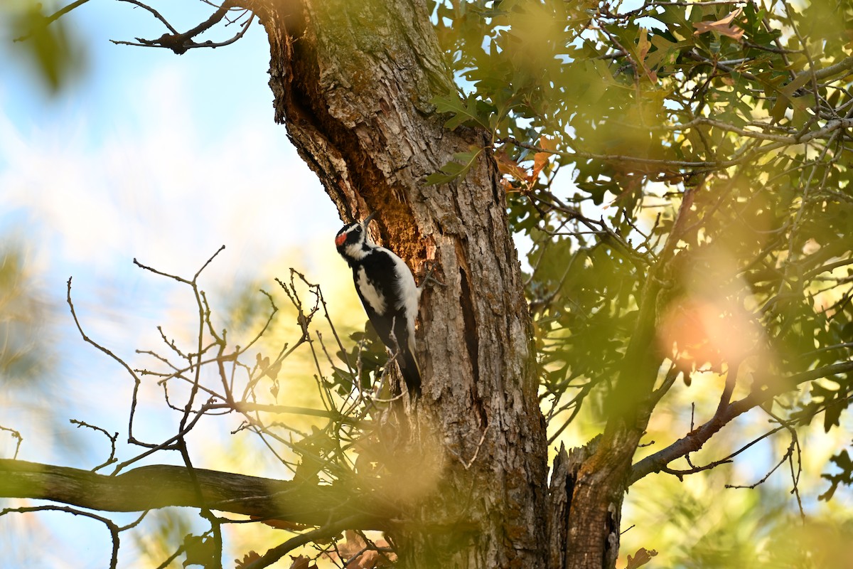 Hairy Woodpecker - ML642892168