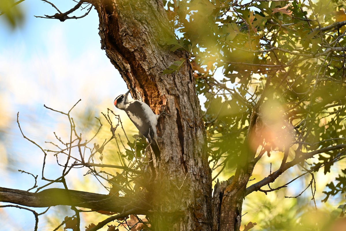Hairy Woodpecker - ML642892169