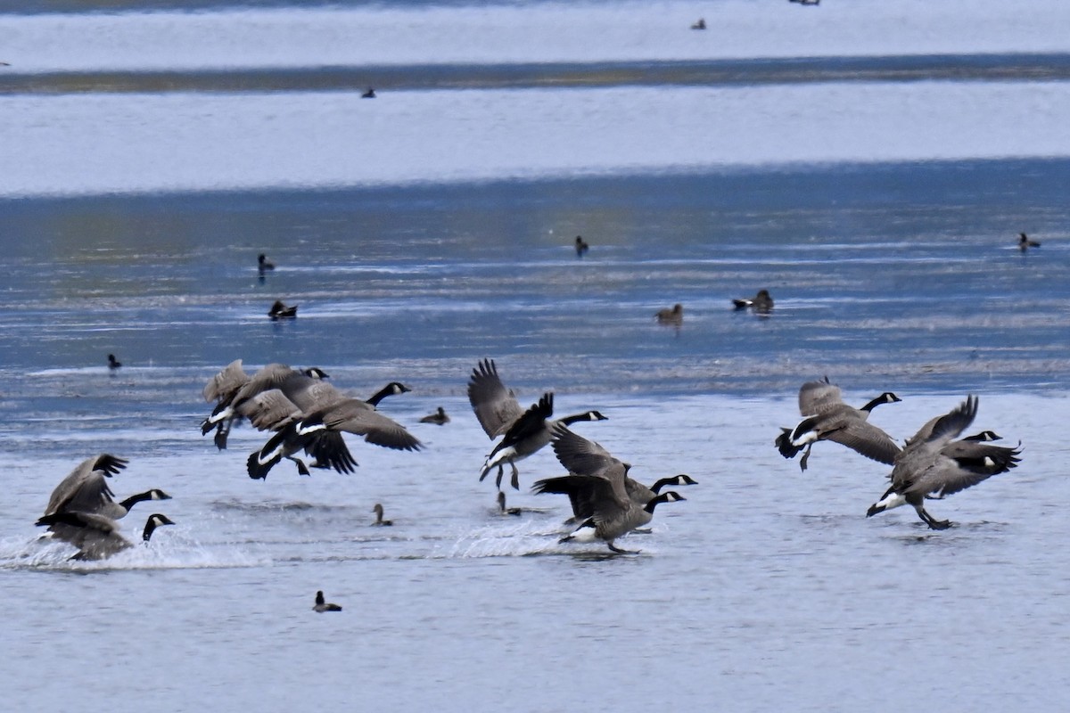 Canada Goose - ML642892173