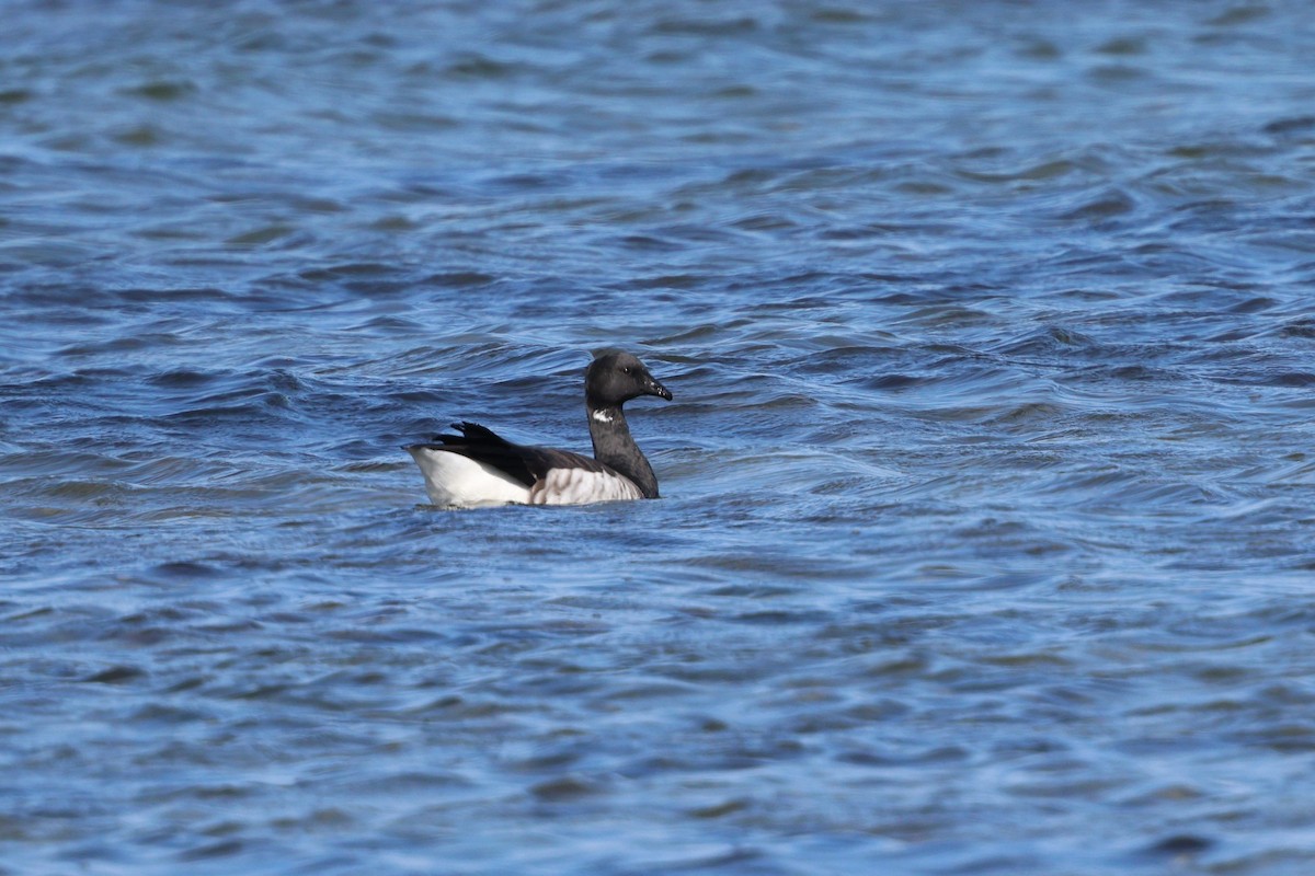 Brant (Atlantic) - ML642892176