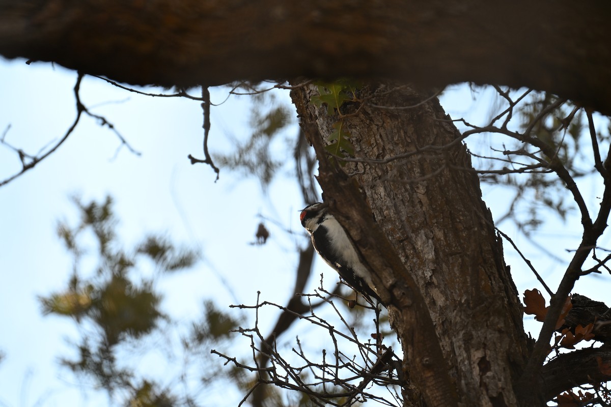 Hairy Woodpecker - ML642892177