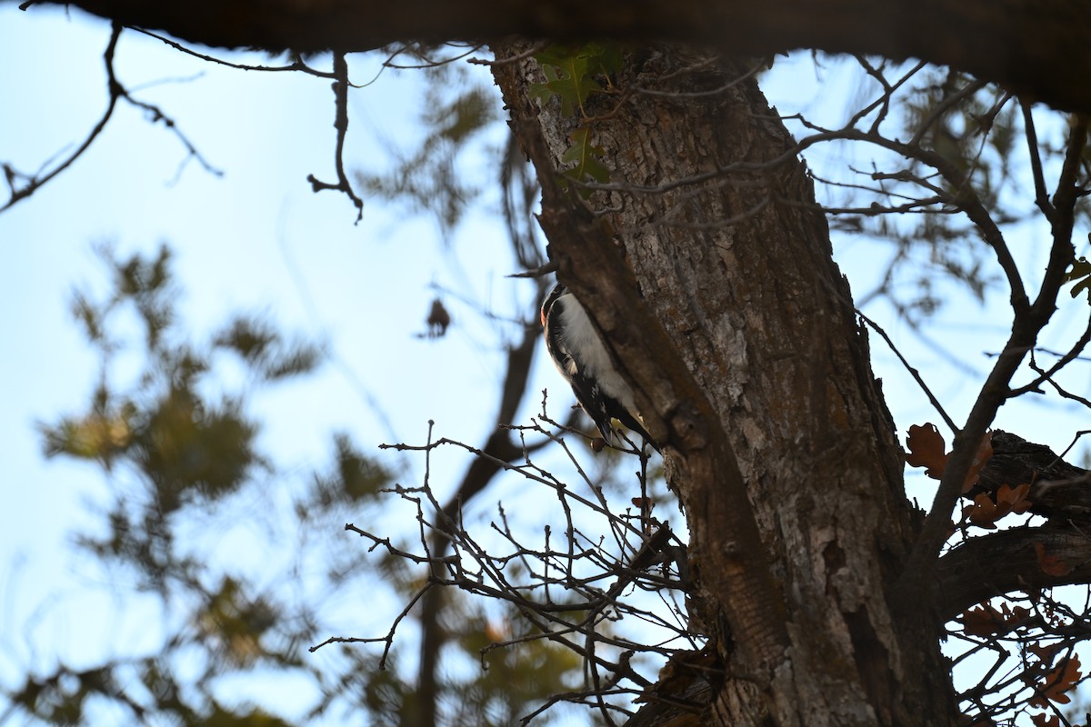 Hairy Woodpecker - ML642892178