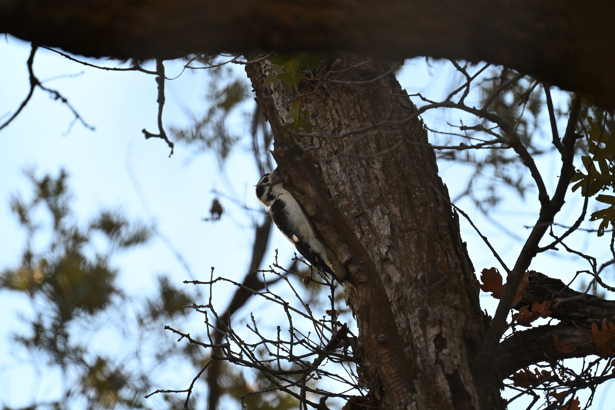 Hairy Woodpecker - ML642892179