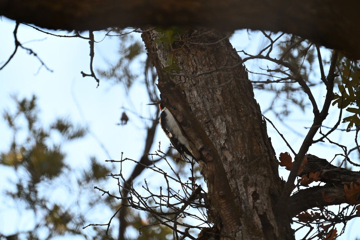 Hairy Woodpecker - ML642892180