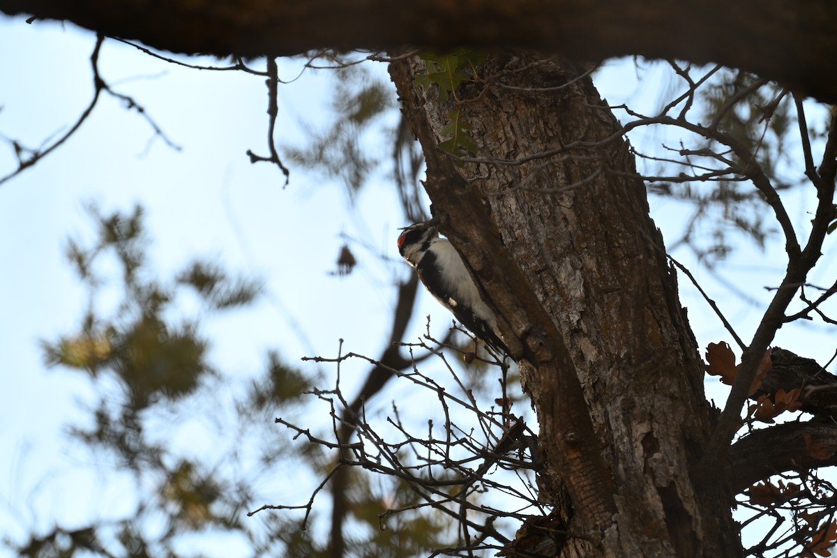 Hairy Woodpecker - ML642892181