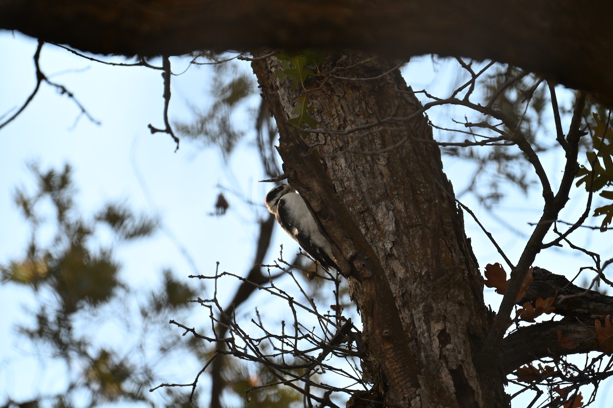Hairy Woodpecker - ML642892182