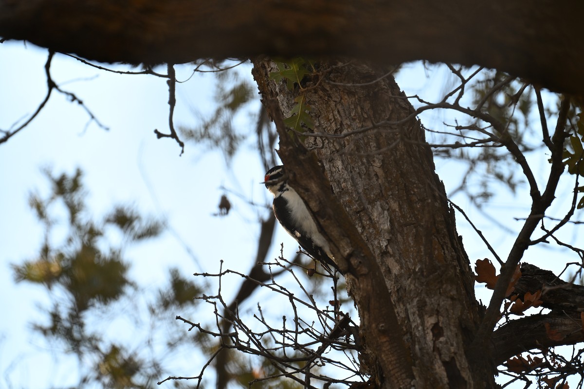 Hairy Woodpecker - ML642892183