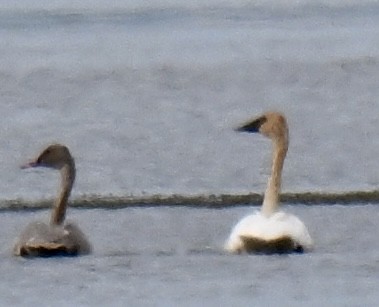 Trumpeter Swan - ML642892189