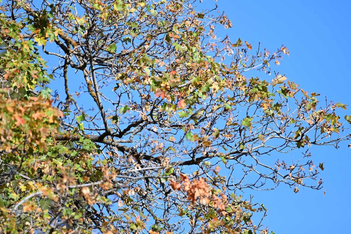 Yellow-rumped Warbler - ML642892192