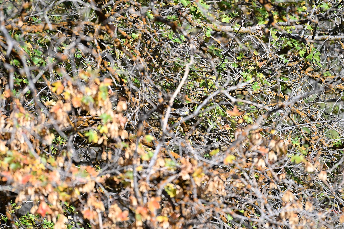 Yellow-rumped Warbler - ML642892193