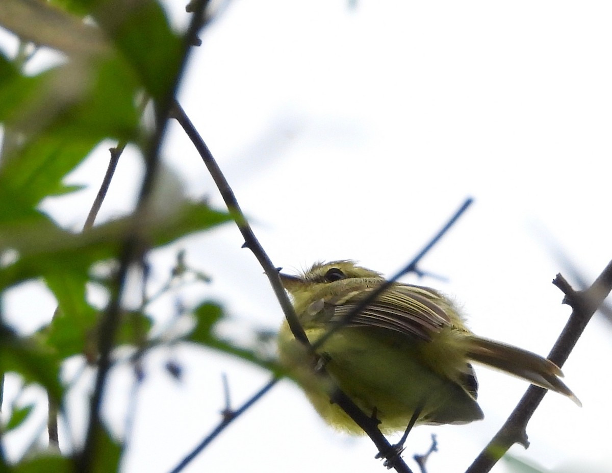 Yellow Tyrannulet - ML642892206
