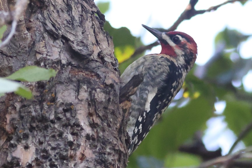 Red-naped Sapsucker - ML642892213