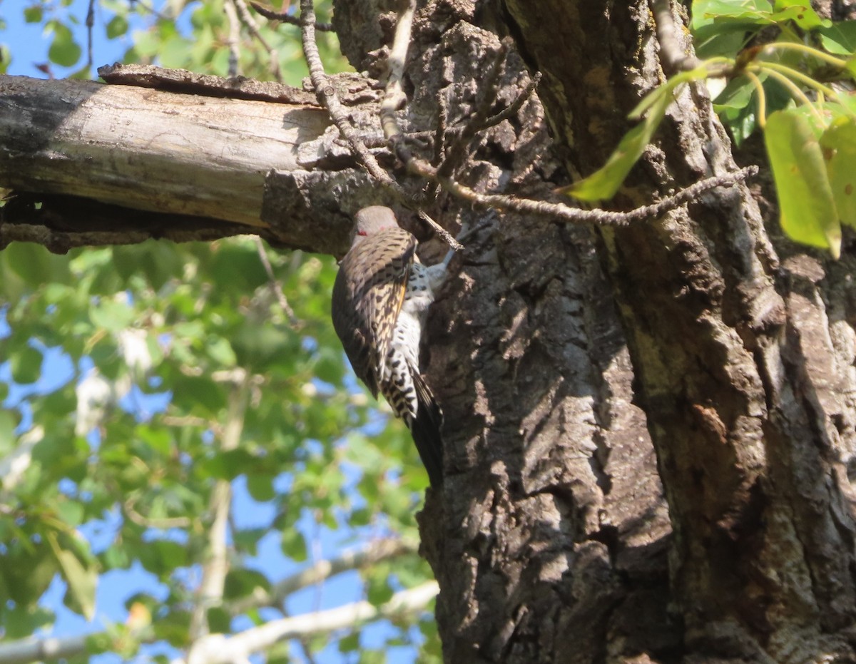 Northern Flicker (Yellow-shafted) - ML642892218