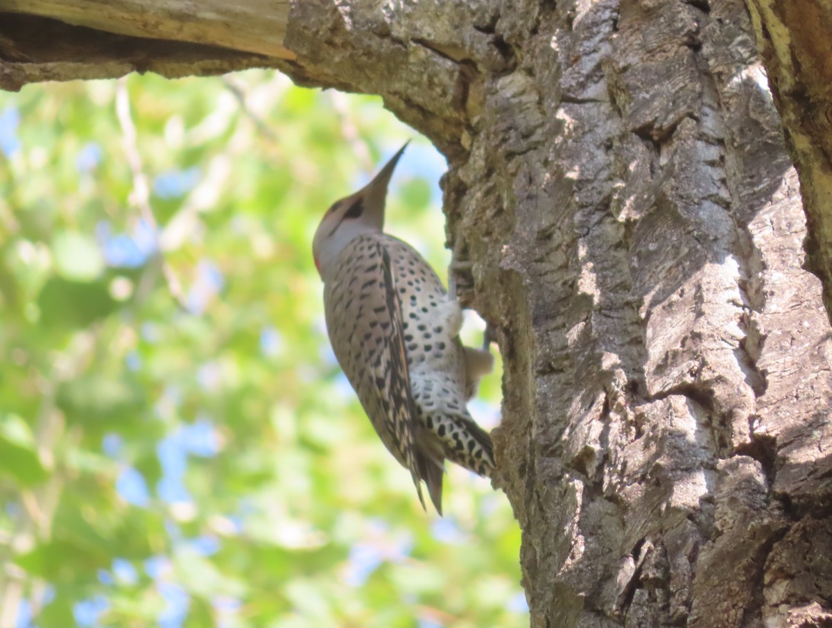 Northern Flicker (Yellow-shafted) - ML642892226