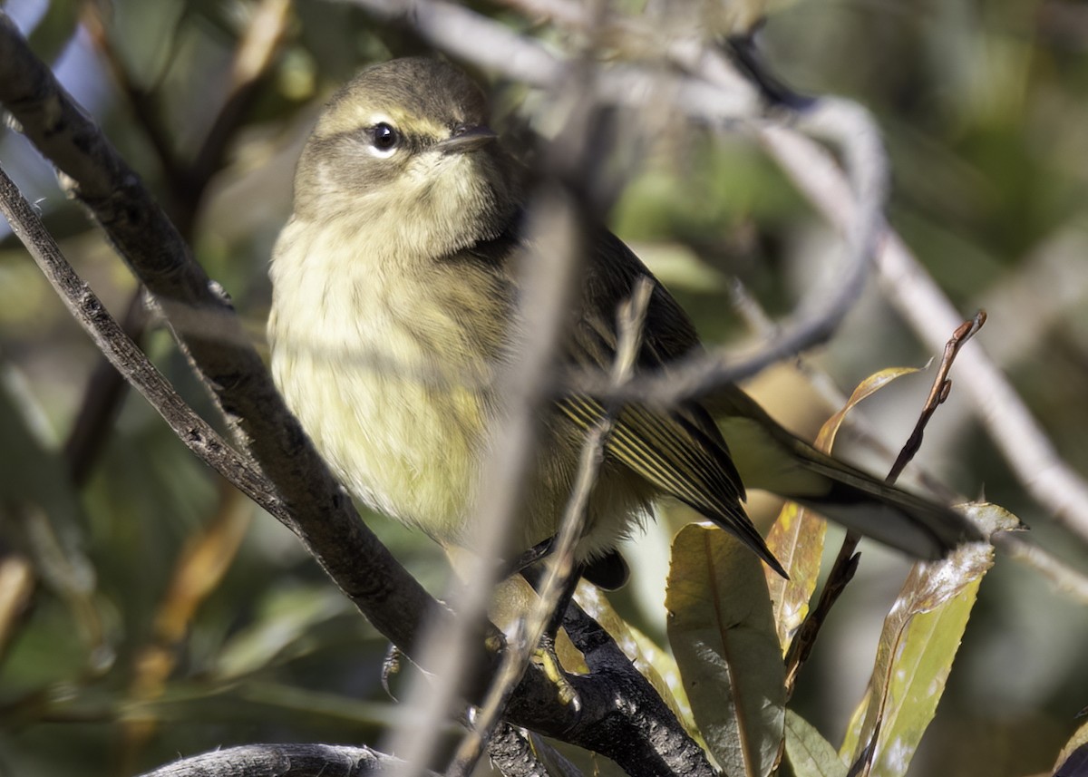 Palm Warbler - ML642892228
