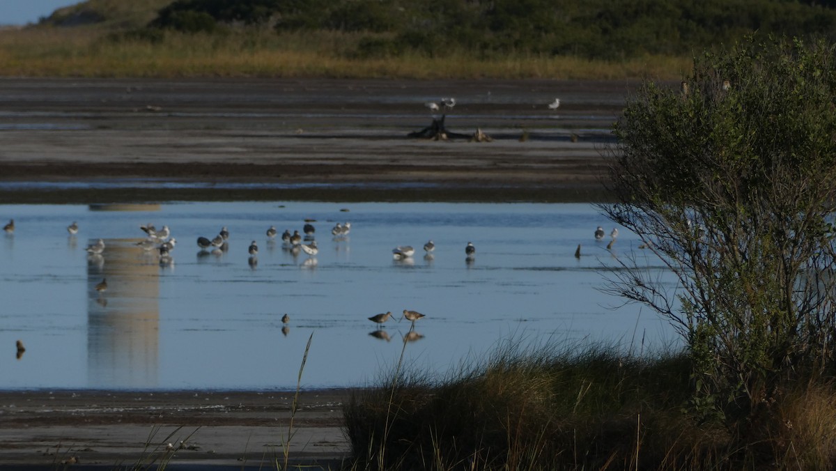 Hudsonian Godwit - ML642892231