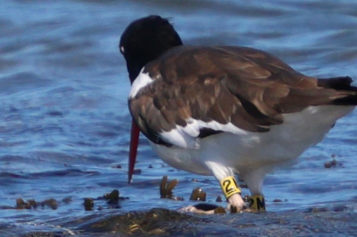 American Oystercatcher - ML642892232