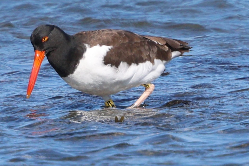 American Oystercatcher - ML642892233