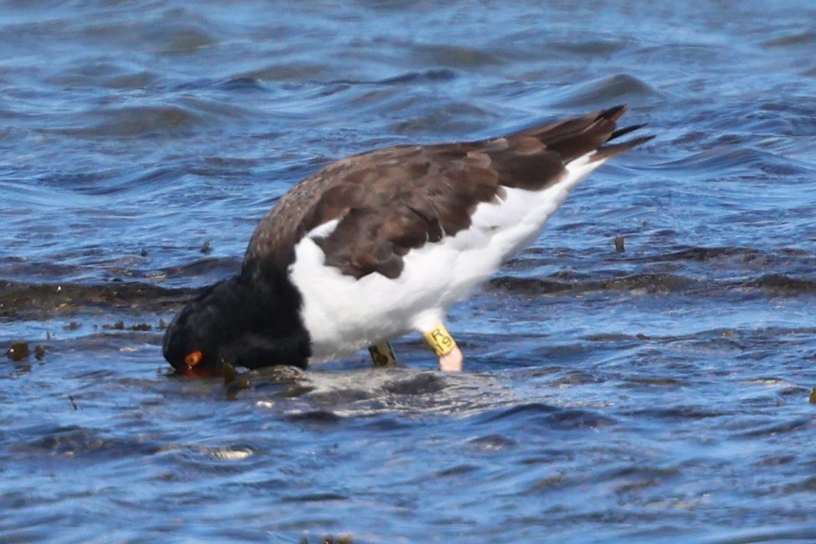 American Oystercatcher - ML642892234
