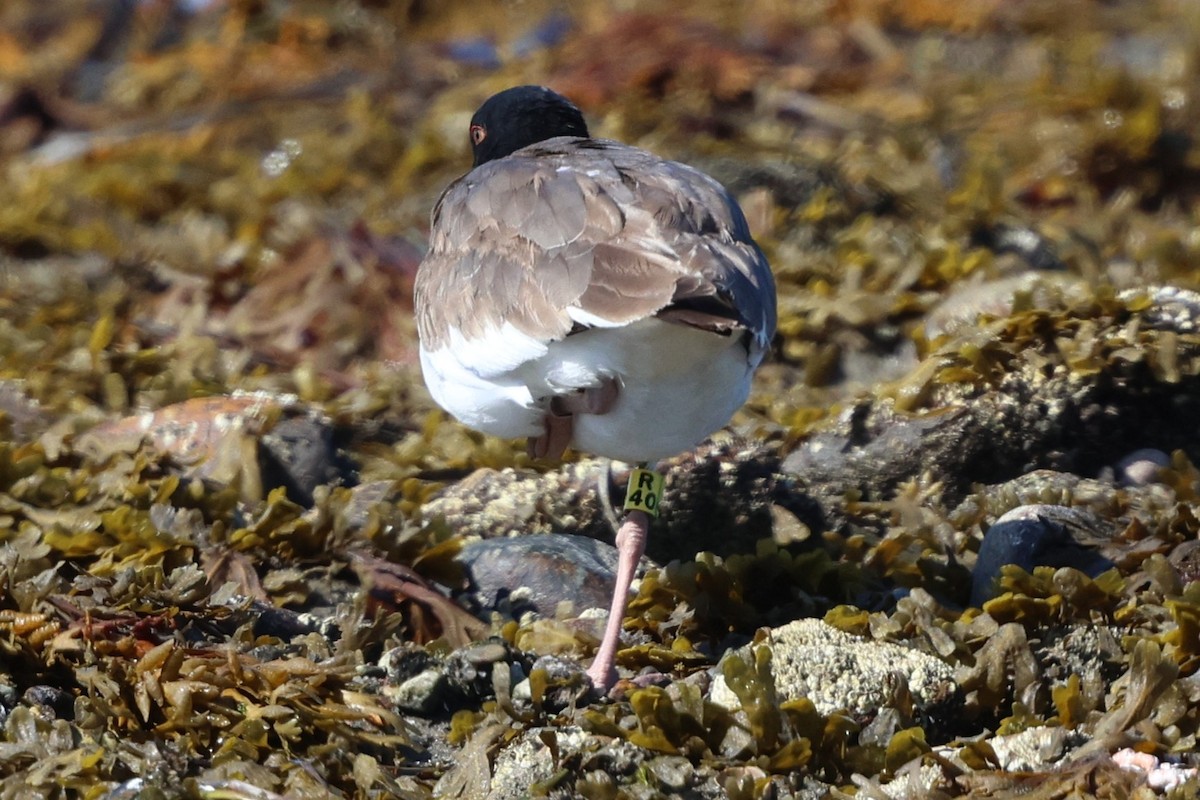 American Oystercatcher - ML642892235