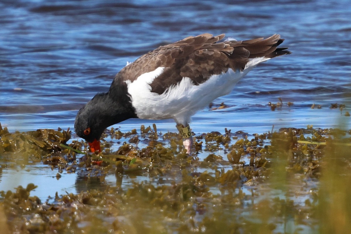 American Oystercatcher - ML642892236