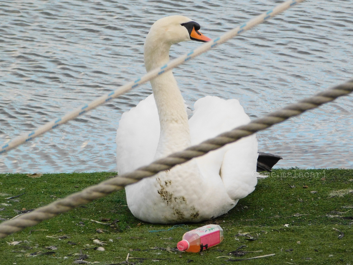 Mute Swan - ML642892237
