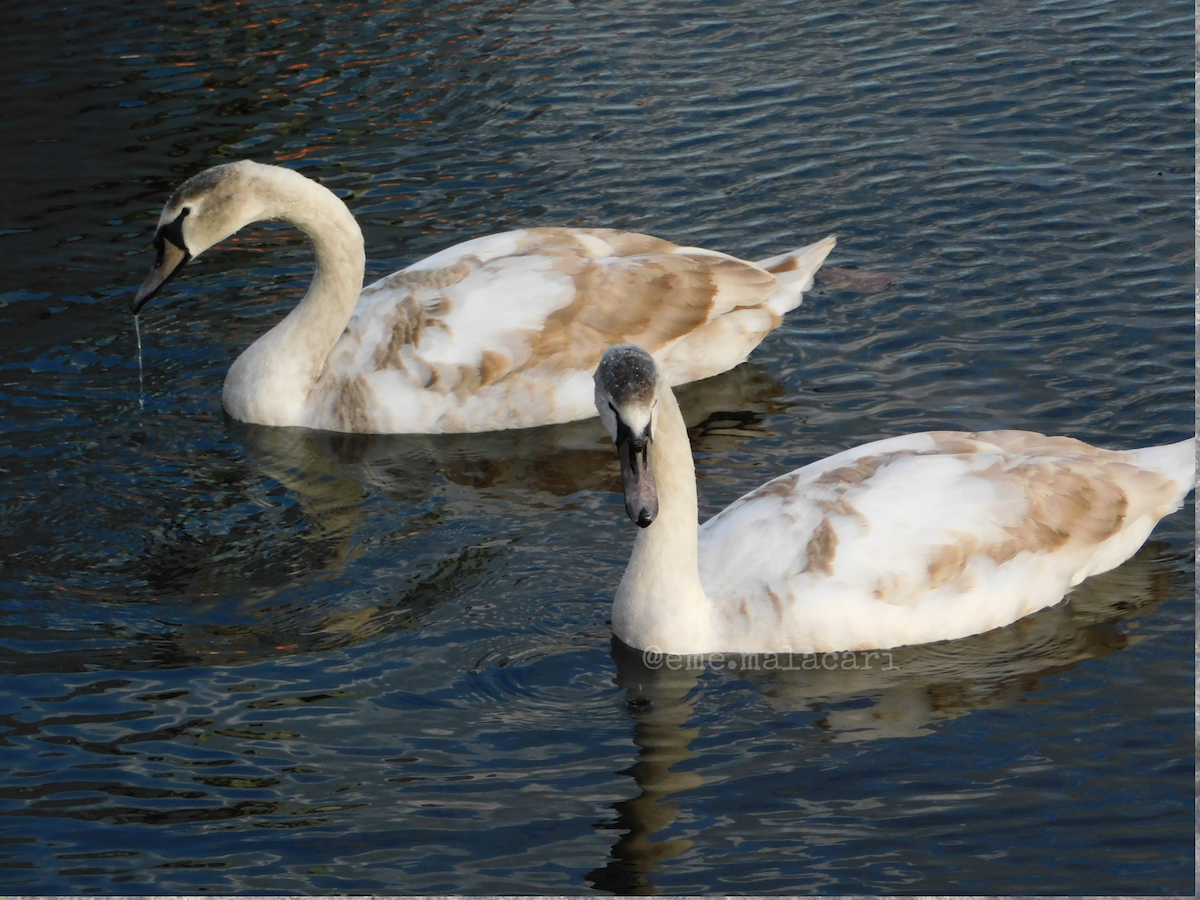Mute Swan - ML642892238