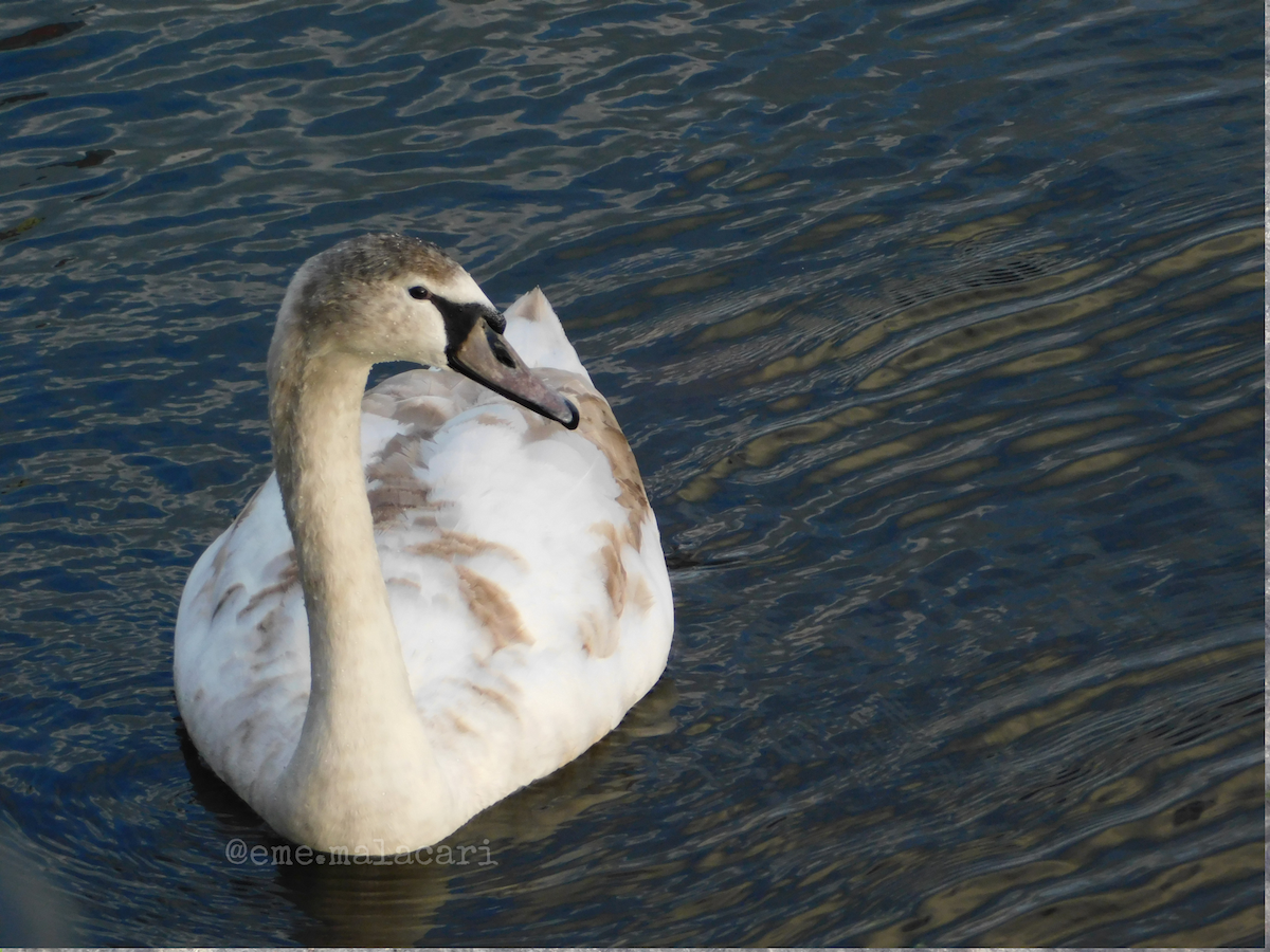 Mute Swan - ML642892239