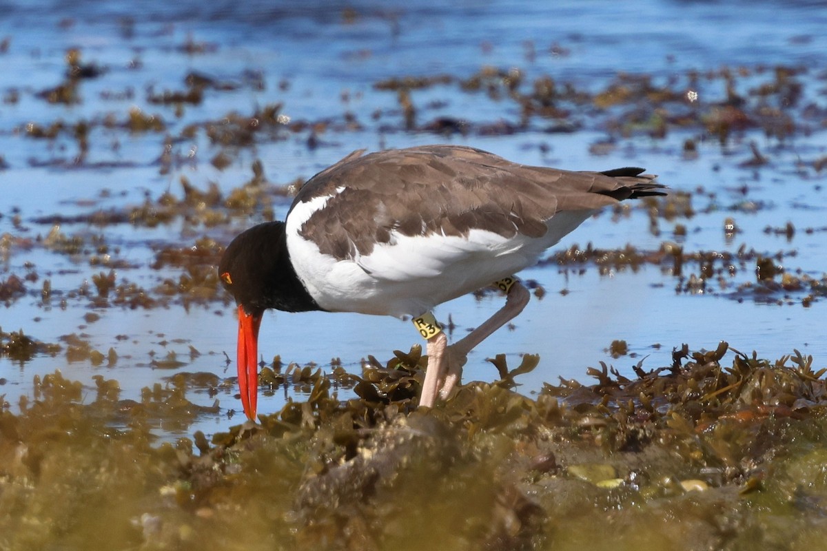 American Oystercatcher - ML642892240