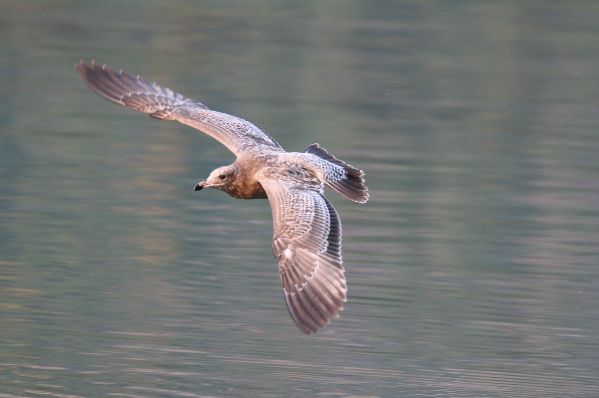 California Gull - ML642892241