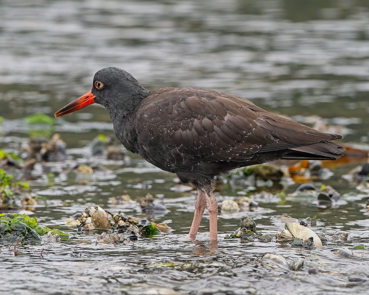 Black Oystercatcher - ML642892242