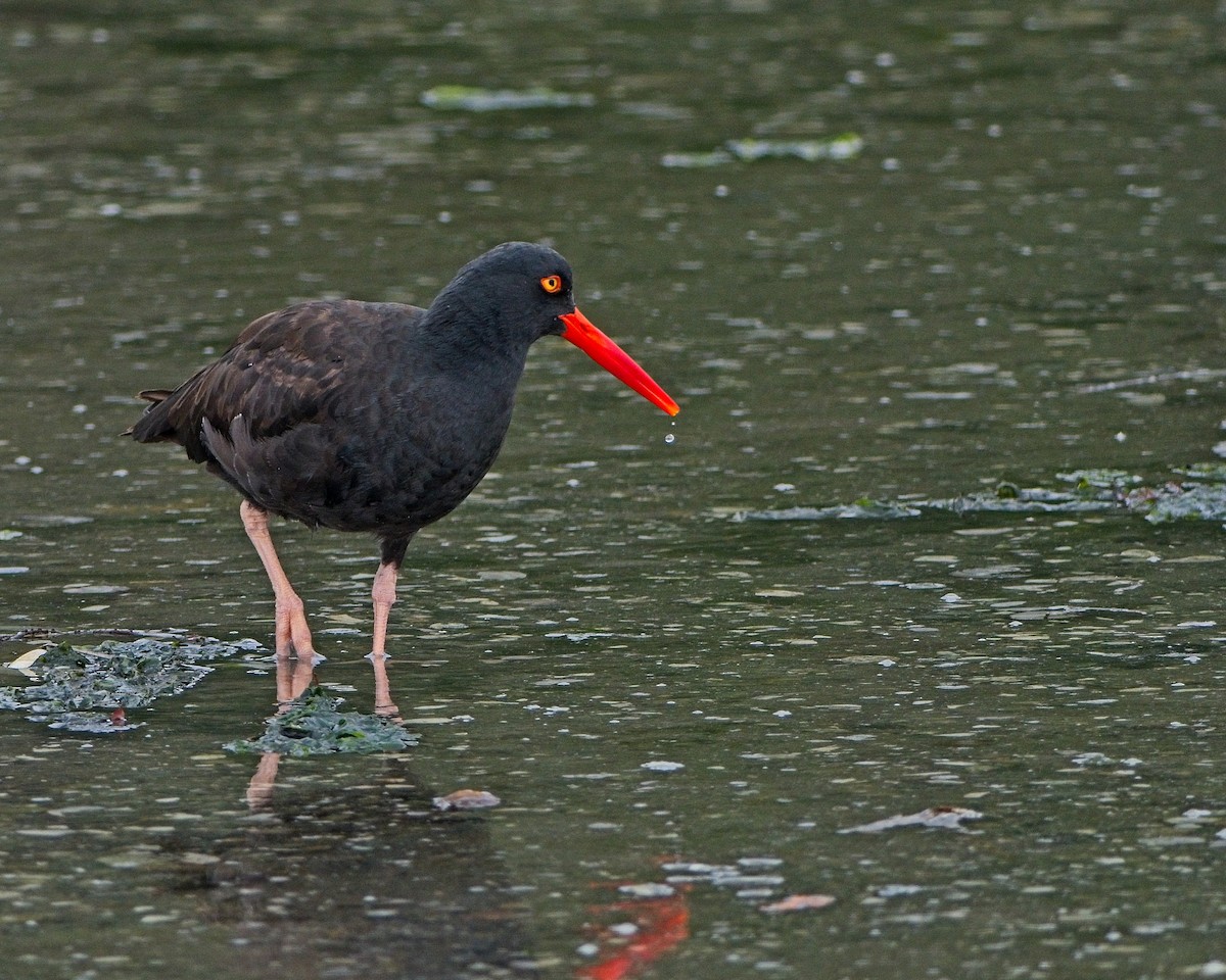 Black Oystercatcher - ML642892243