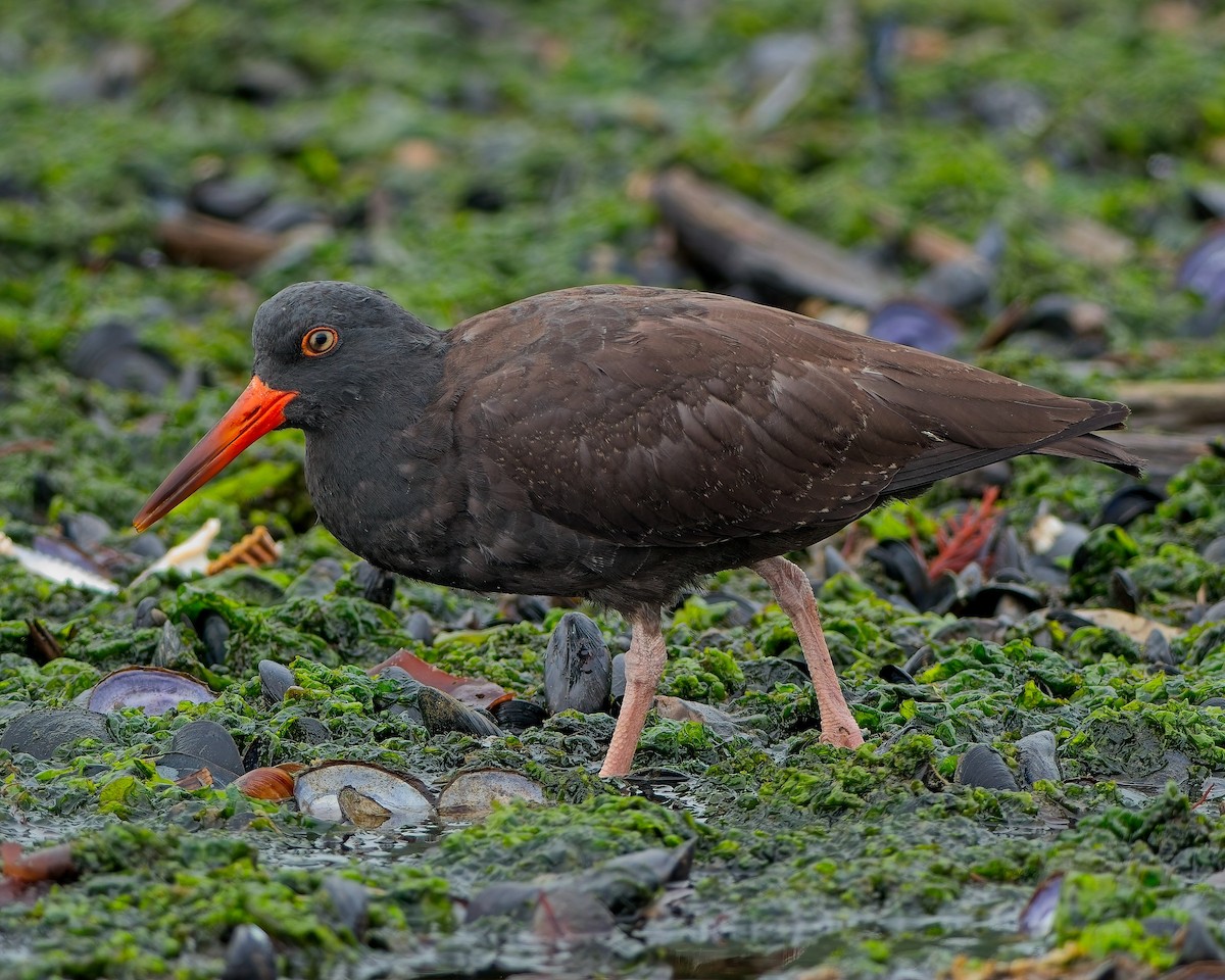 Black Oystercatcher - ML642892244