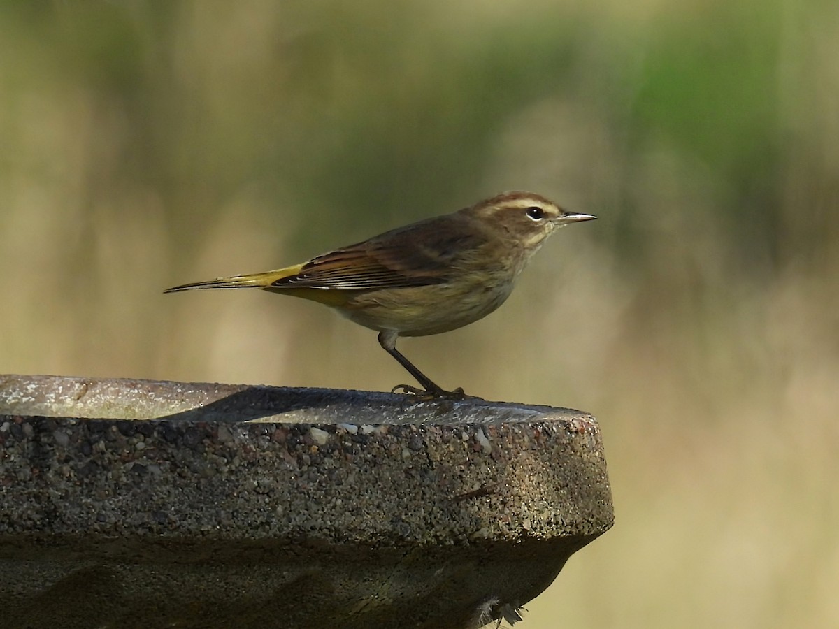 Palm Warbler - ML642892248