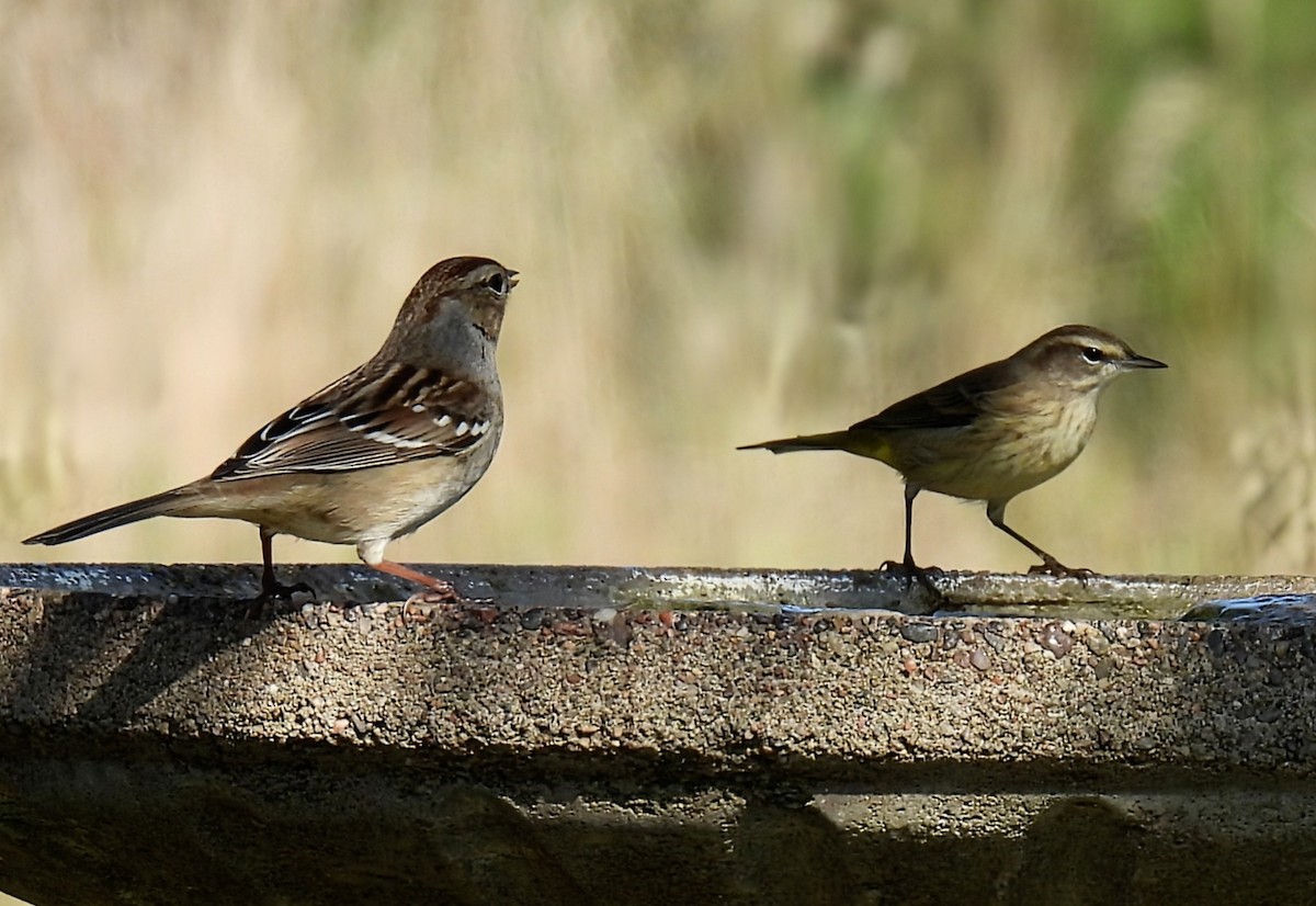 Palm Warbler - ML642892249