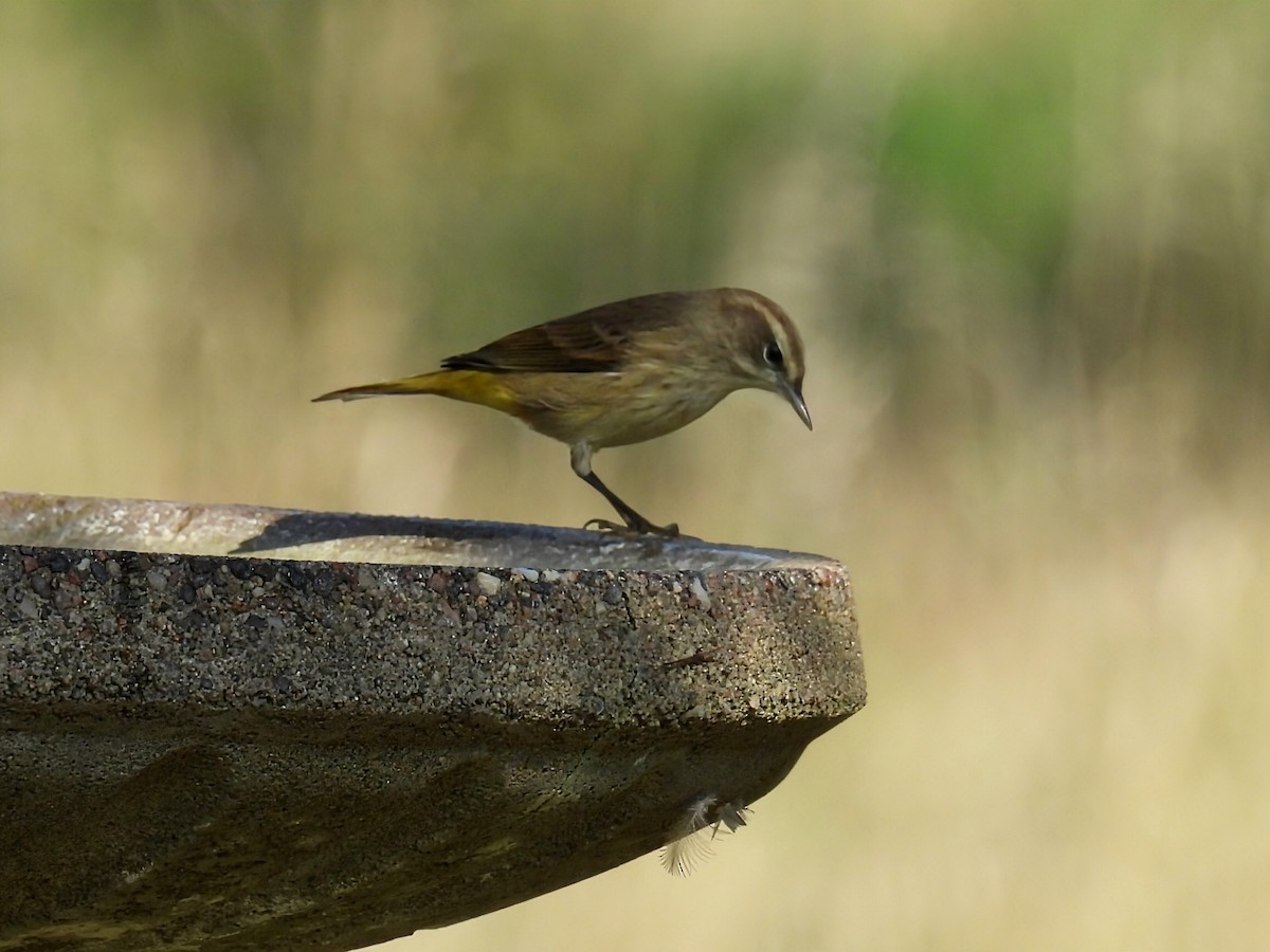 Palm Warbler - ML642892250