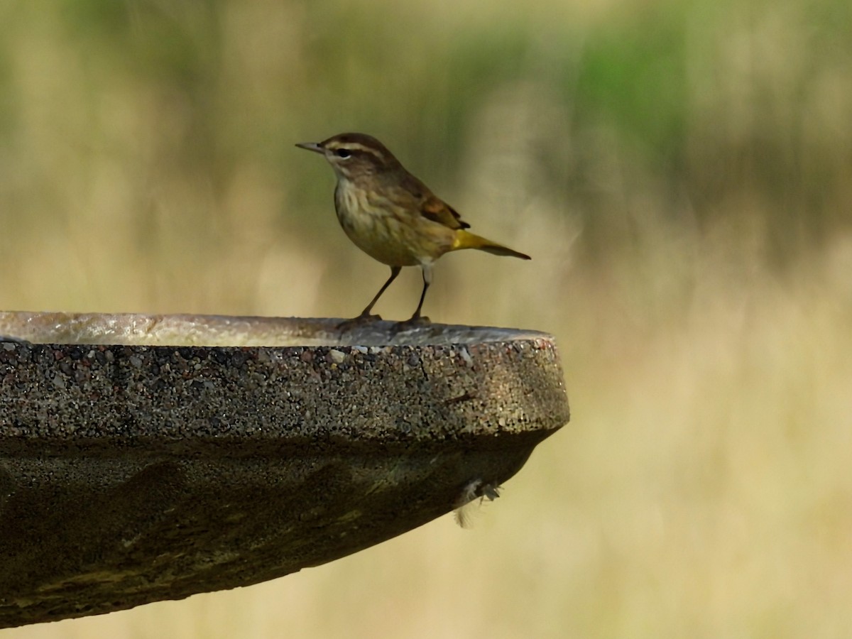 Palm Warbler - ML642892251