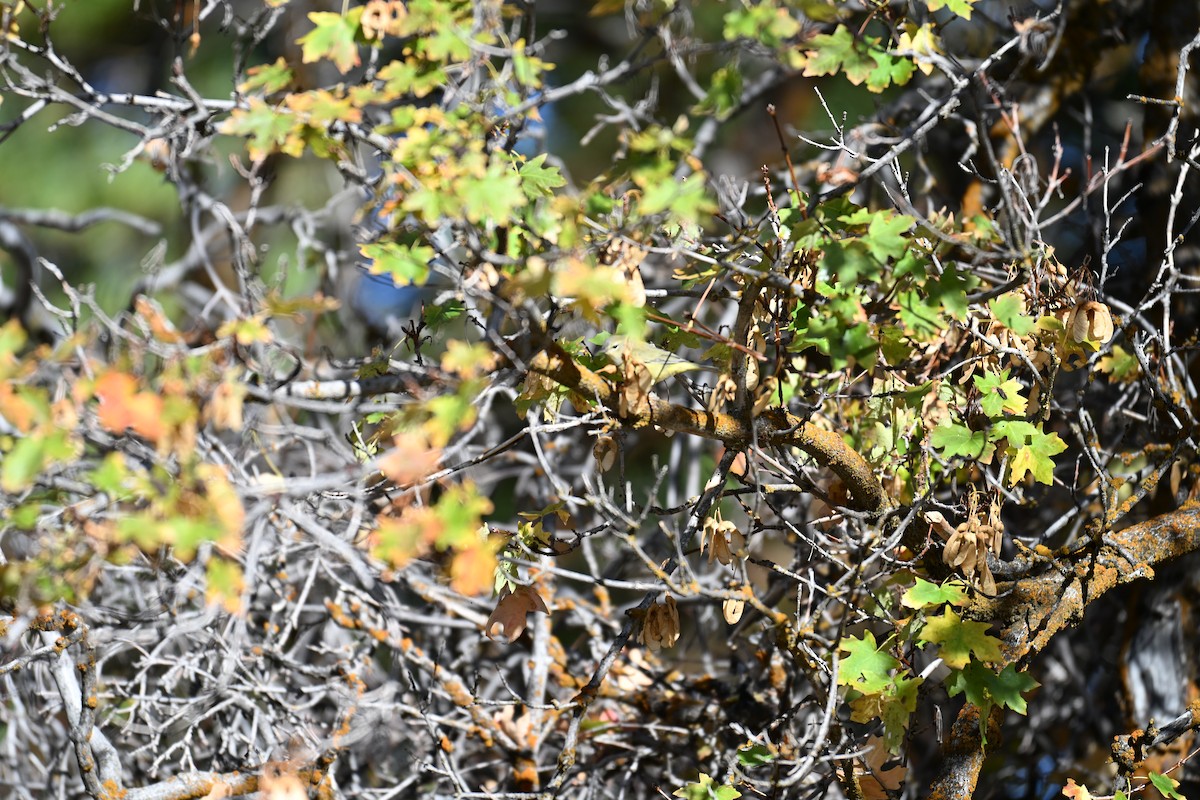 Orange-crowned Warbler - ML642892261